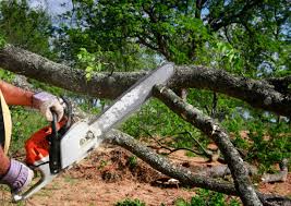 Professional  Tree Services in Pleasanton, CA