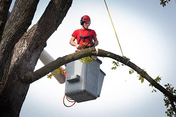 How Our Tree Care Process Works  in  Pleasanton, CA